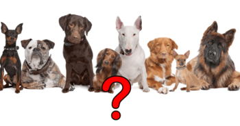 what-dog-breed-are-you