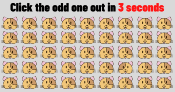 only-the-smartest-people-will-find-the-odd-cat-in-3-seconds