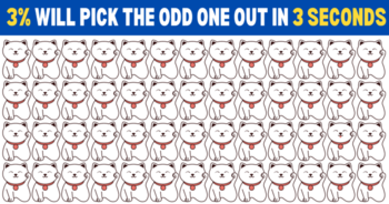 can-you-find-the-odd-cat-in-this-mind-boggling-test