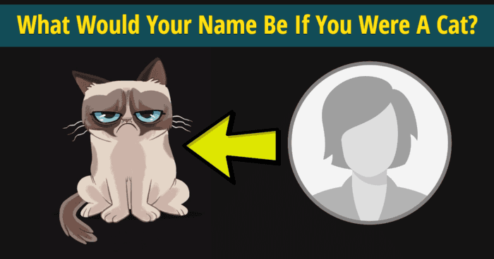 what-would-your-name-be-if-you-were-a-cat-quiz