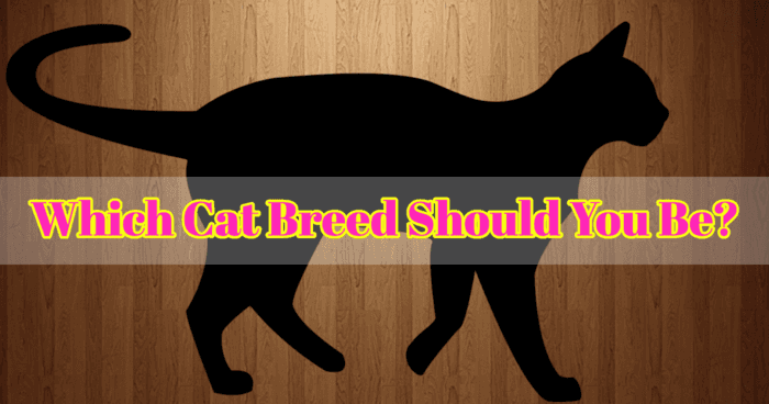 which-cat-breed-should-you-be-quiz
