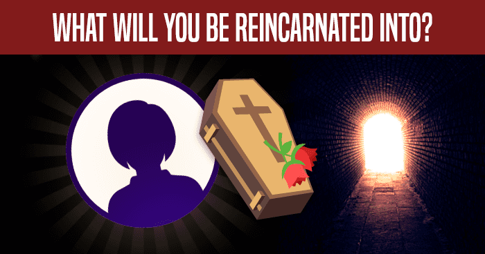 what-will-you-be-reincarnated-into-quiz