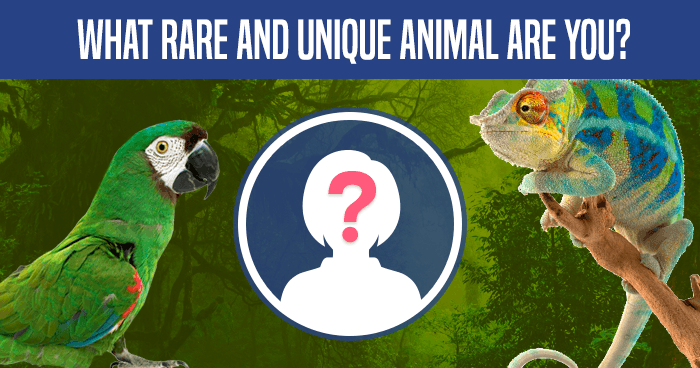 what-rare-and-unique-animal-are-you-quiz