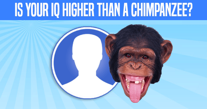 is-your-iq-higher-than-a-chimpanzee