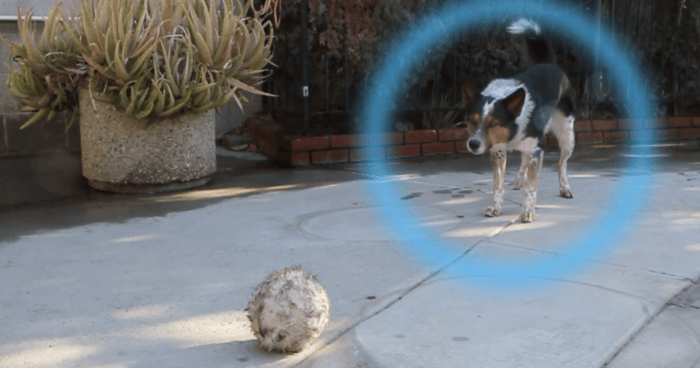 watch-as-this-talented-dog-shows-off-his-tricks-and-he-knows-a-lot-of-tricks