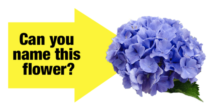 fewer-than-5-of-women-can-name-the-20-most-common-flowers