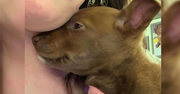 rescue-dog-wont-stop-smiling-after-realizing-she-has-been-saved
