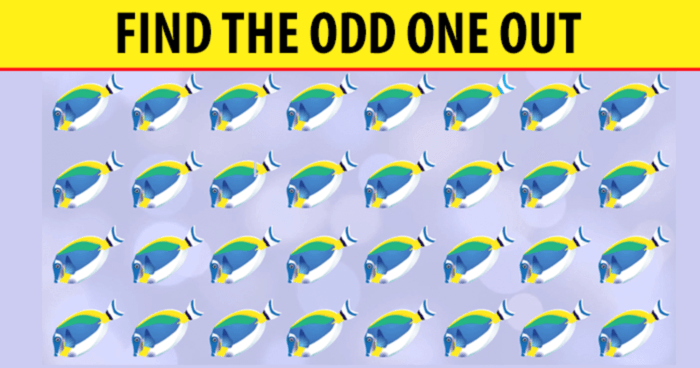 you-have-an-extremely-sharp-brain-if-you-can-find-the-odd-one-out-quiz