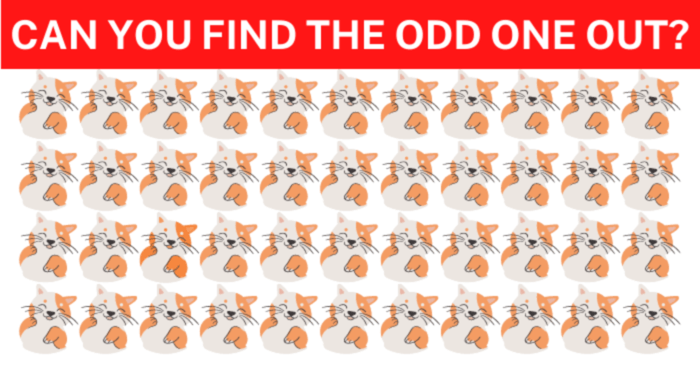 eye-test-find-the-odd-one-out-89-will-fail-quiz