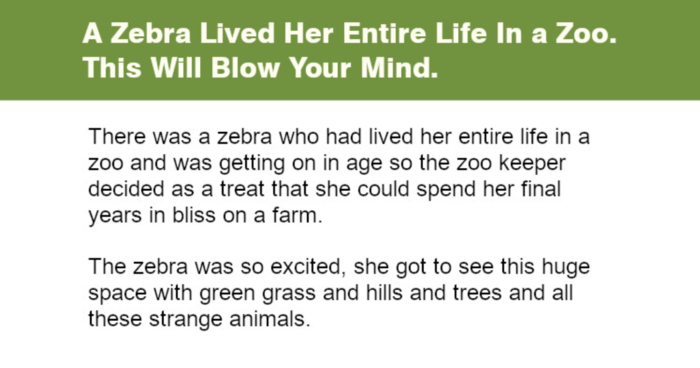 a-zebra-lived-her-entire-life-in-a-zoo