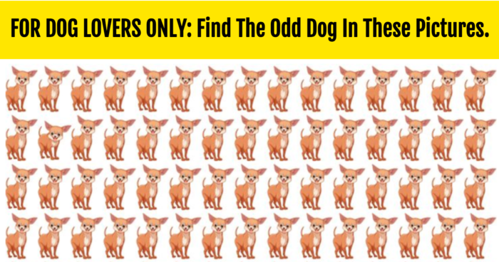for-dog-lovers-only-find-the-odd-dog-in-these-pictures-quiz