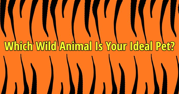 which-wild-animal-is-your-ideal-pet-quiz