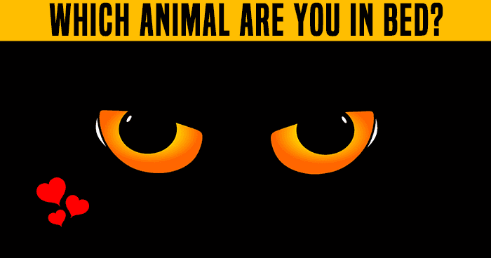 which-animal-are-you-in-bed-quiz