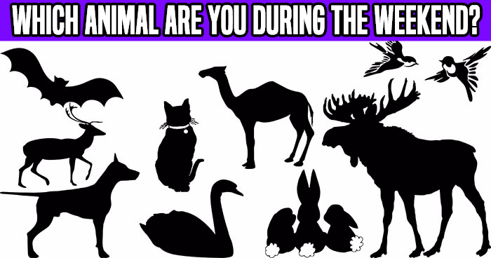 which-animal-are-you-during-the-weekend-quiz